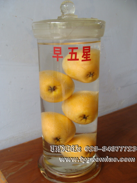 早五星枇杷標本