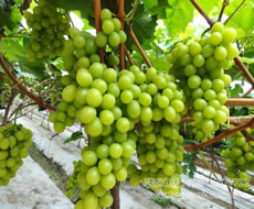 陽光玫瑰葡萄