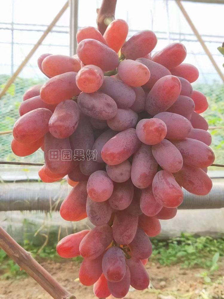 深紅無籽葡萄（美國）