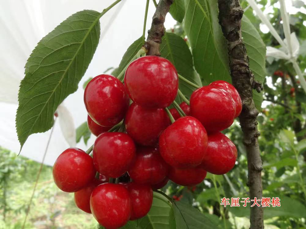 早熟車厘子大櫻桃