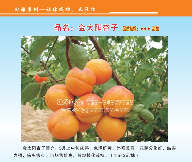 金太陽(yáng)杏子